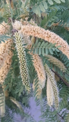 Prosopis glandulosa