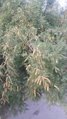 Prosopis glandulosa