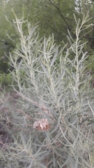 Atriplex canescens