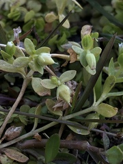 Cerastium parvum
