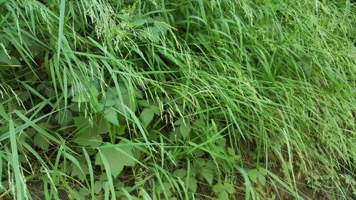 Agrostis hallii observed 2017-07-06
