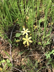 Triteleia ixioides scabra