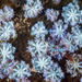 Corales Blandos - Photo (c) David R, algunos derechos reservados (CC BY-NC)