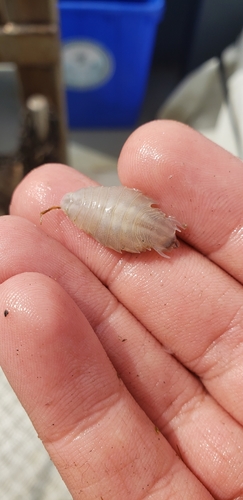 Nerocila lanceolata