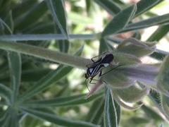 Closterocoris amoenus