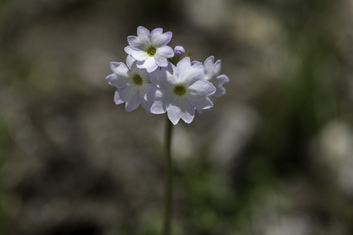Primula munroi, 2023-06-30