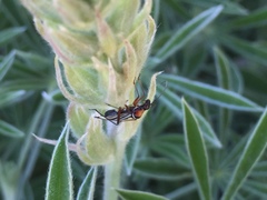 Closterocoris amoenus