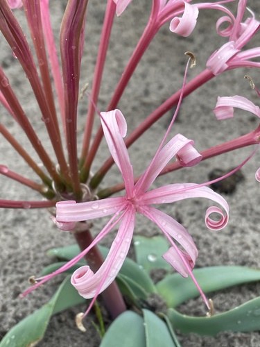 Ammocharis tinneana