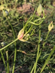 Allium canadense canadense