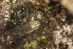 Endocarpon pallidulum