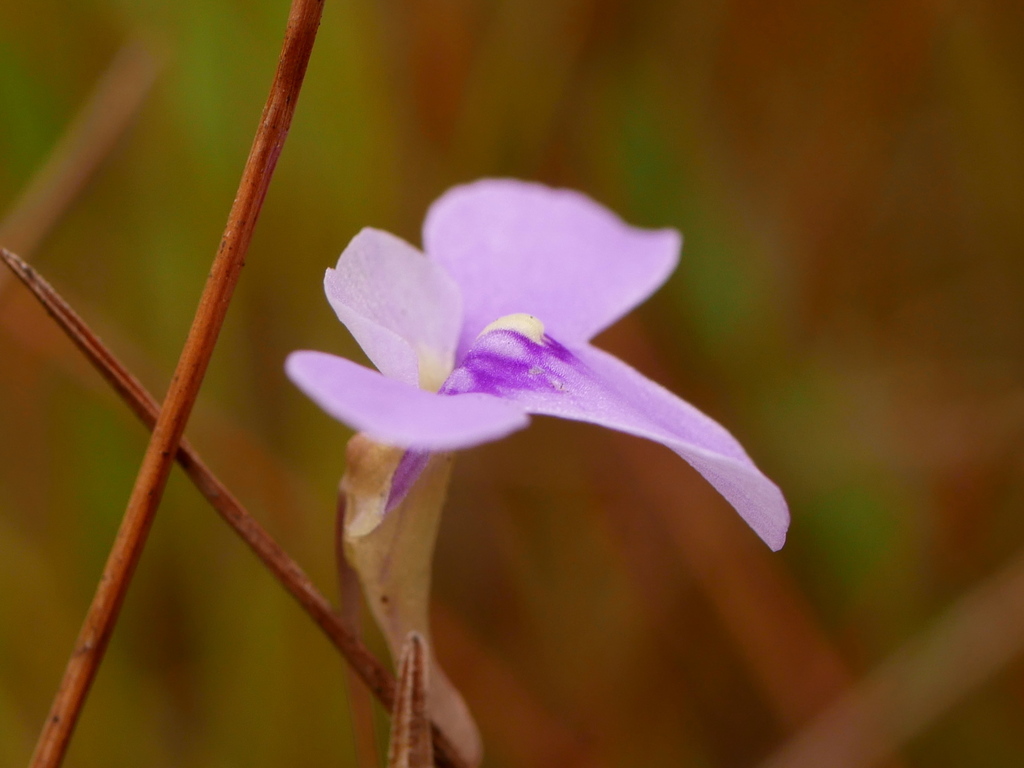 Utricularia cowiei R.W.Jobson & Baleeiro 2