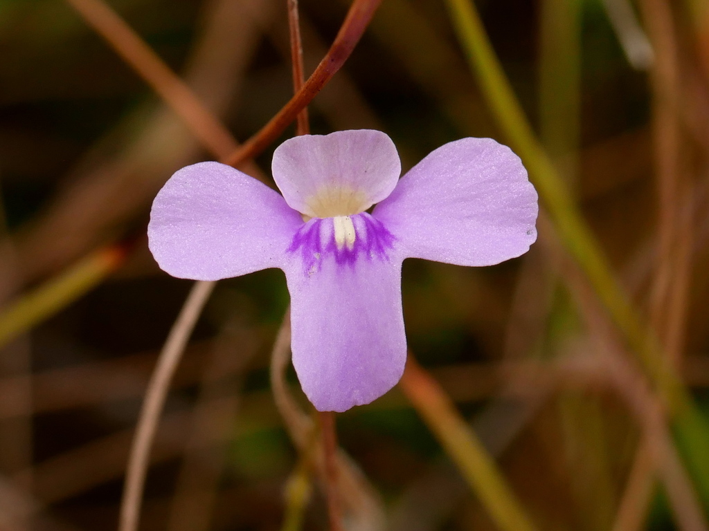 Utricularia cowiei R.W.Jobson & Baleeiro