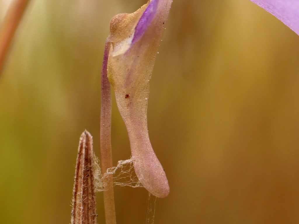 Utricularia cowiei R.W.Jobson & Baleeiro 3