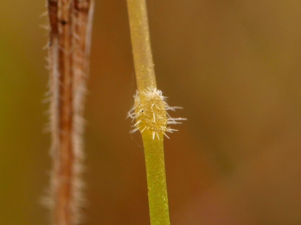 Utricularia cowiei R.W.Jobson & Baleeiro 4