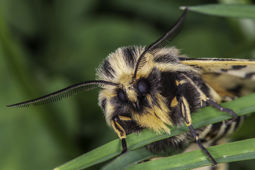Ornate Tiger Moth photo 4