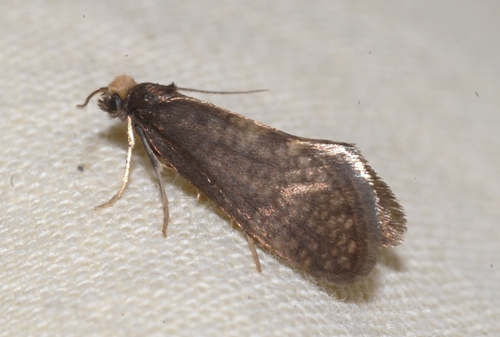 Nematopogon robertella