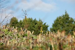 Forsythia × intermedia