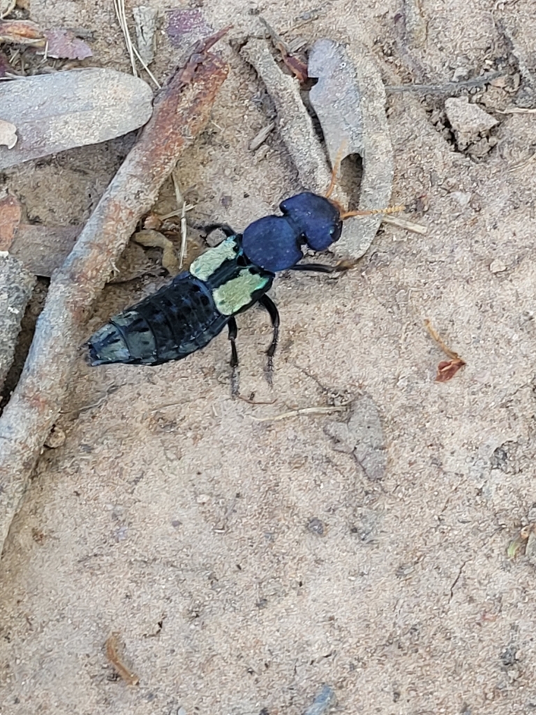 Chitocompsus methneri
