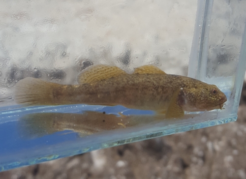 Shortjaw mudsucker (Gillichthys seta) — Gobiidae