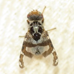 Procecidochares flavipes