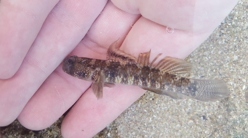 Sonora goby (Gobiosoma chiquita) — Gobiidae — 3