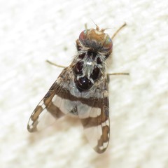 Procecidochares flavipes