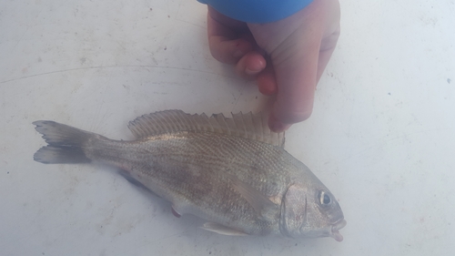 Bronzestriped grunt (Orthopristis reddingi) — Haemulidae