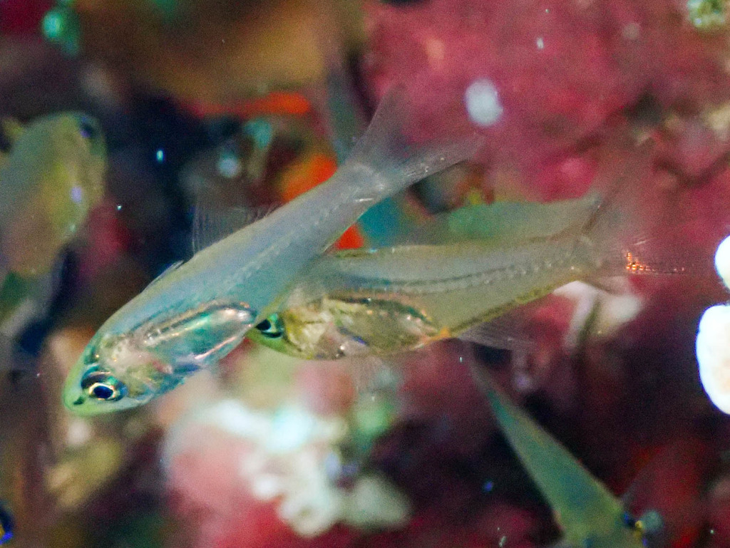 Black-nosed cardinalfish (Verulux cypselurus) — Apogonidae