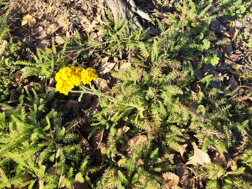 Image of Achillea arabica by (c) KAnatoliy, some rights reserved (CC BY)