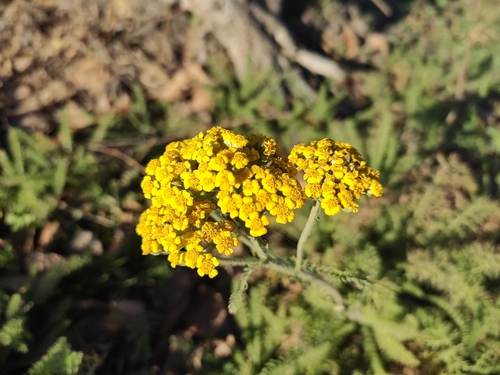 Image of Achillea arabica by (c) KAnatoliy, some rights reserved (CC BY)