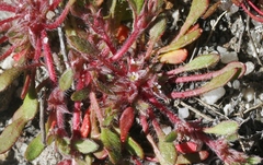 Chorizanthe polygonoides longispina