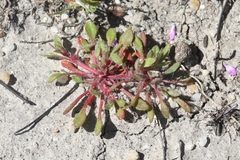Chorizanthe polygonoides longispina