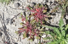 Chorizanthe polygonoides longispina