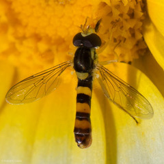 Sphaerophoria contigua