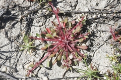 Chorizanthe polygonoides longispina