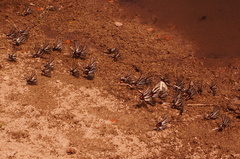 Protographium epidaus fenochionis