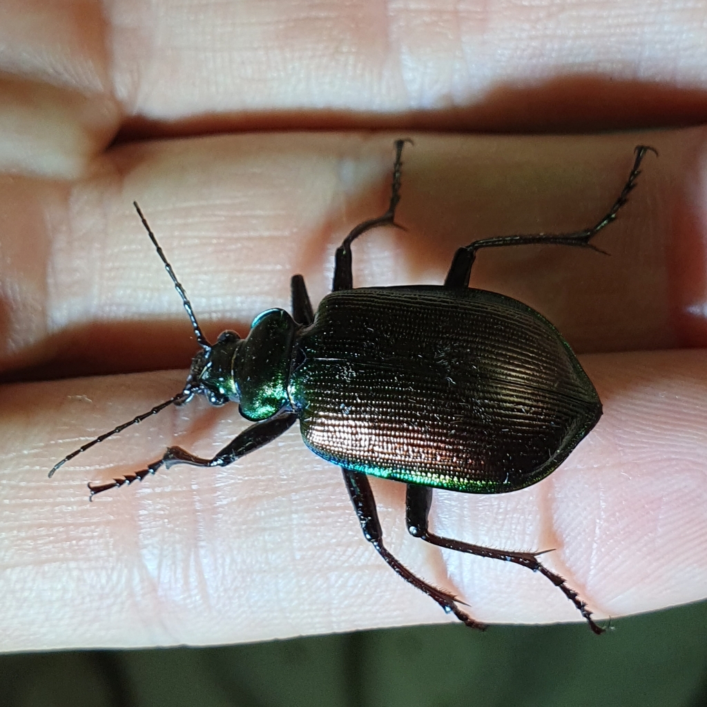 Calosoma oceanicum from Fleming Rd at Chapel Woods, Mount Coot-Tha QLD ...