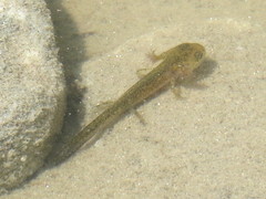 Salamandridae