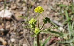 Sanicula tuberosa