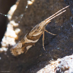 Eidophasia vanella