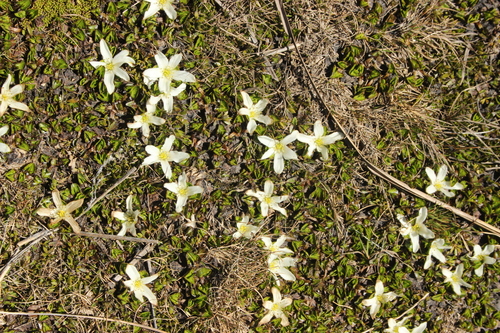 Image of Caltha obtusa by (c) Joe Dillon, some rights reserved (CC BY)