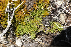 Abrotanella inconspicua (Abrotanella inconspicua)