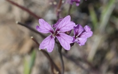 Sibaropsis hammittii