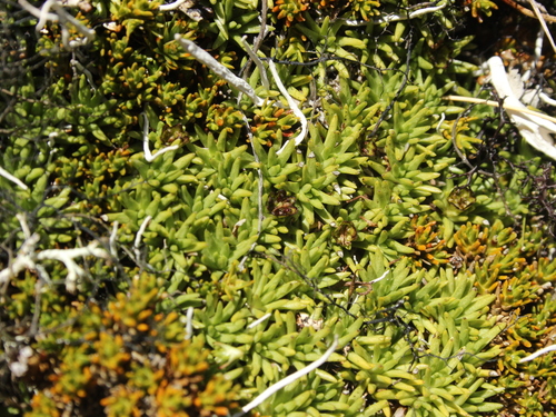 Abrotanella inconspicua (Abrotanella inconspicua)
