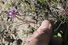Sibaropsis hammittii