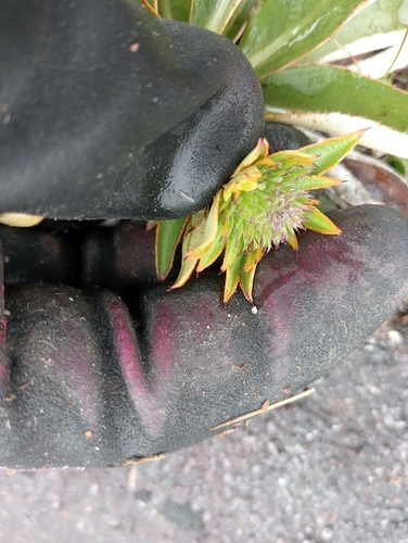 Image of Celmisia dallii by (c) Joe Potter Butler, some rights reserved (CC BY)