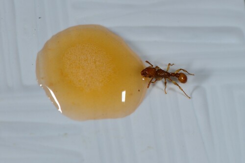 Ant