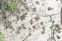 Chorizanthe polygonoides longispina