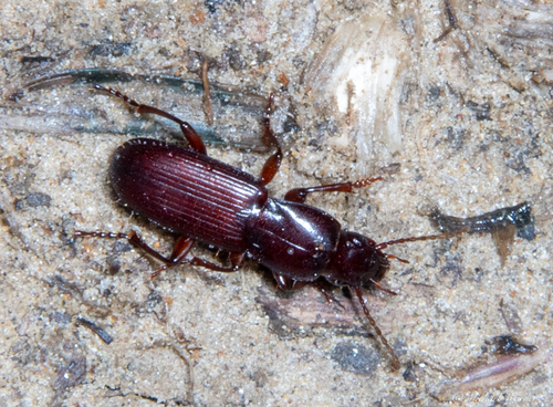Pterostichus angustus