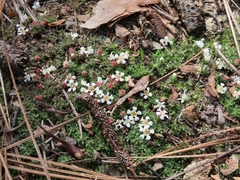 Pyxidanthera brevifolia
